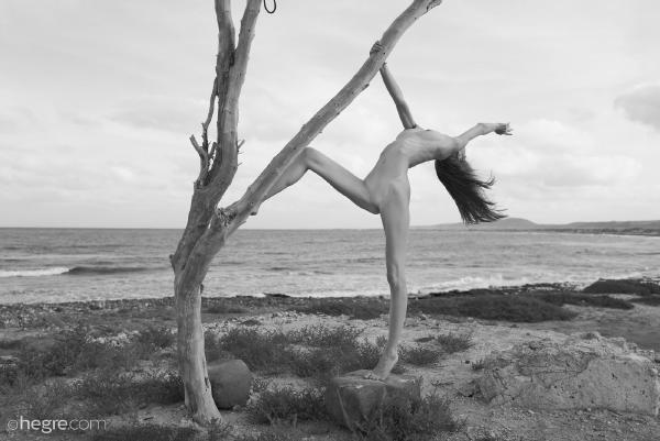 Pohon Joshua Proserpina #39