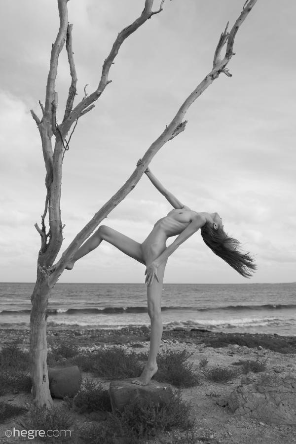 Proserpina Joshua tree #36